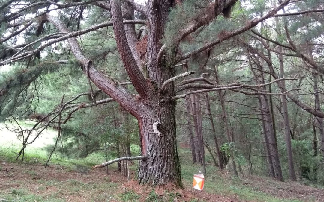 PINUS – Pinus Elliottii